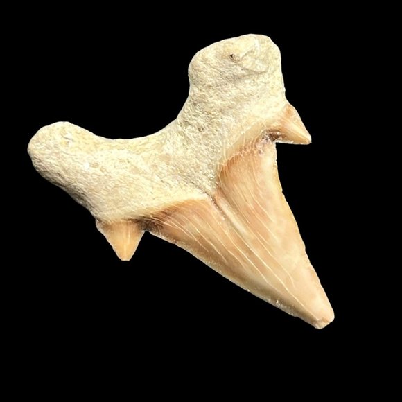 Otodus Shark Tooth Preserved Fossil Marine Biologist Collectible 1.5 inches - Picture 4 of 6
